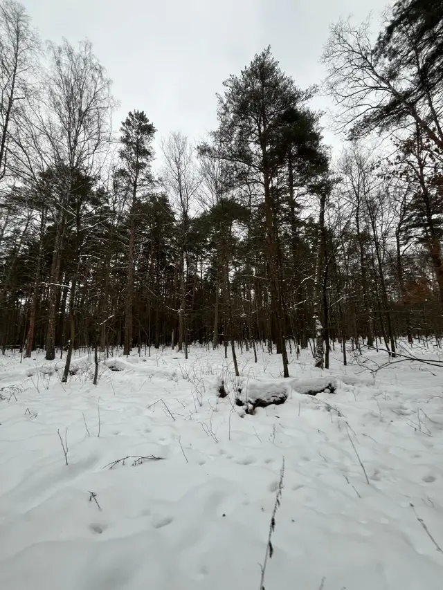 A snowy pine forest near Krasnogorsk