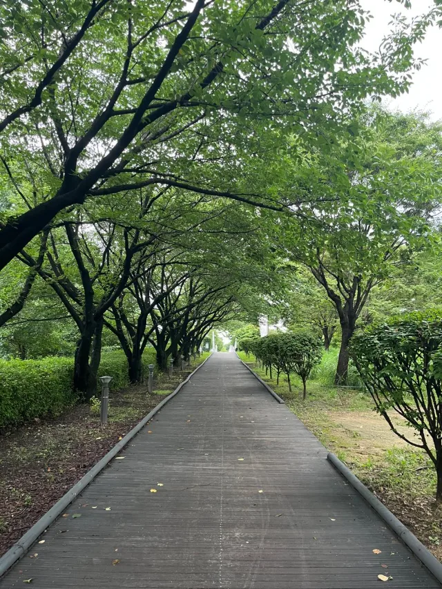 A tree-lined wooden path in Seoul