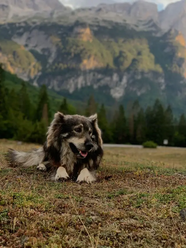 A dog resting in a meadow below the mountains at Margegaj